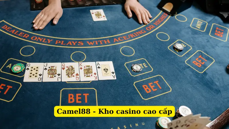 Camel88 - Kho casino cao cấp